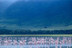 Ngorongoro Crater Area