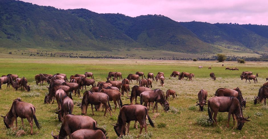 wildebeest at Ngorongoro