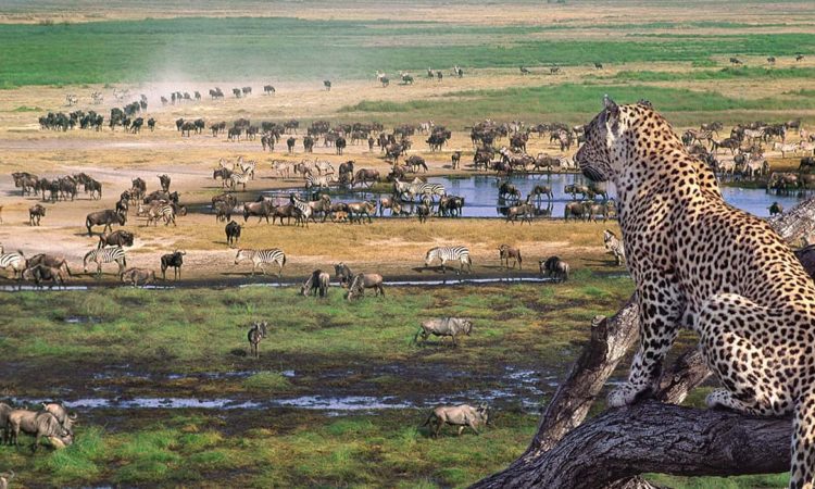 Ngorongoro Crater Safaris