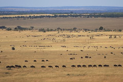 wildebeest immigration