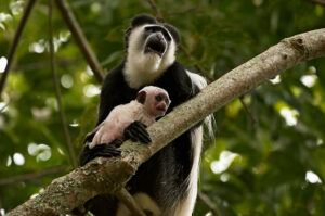 black and white colobus monkey